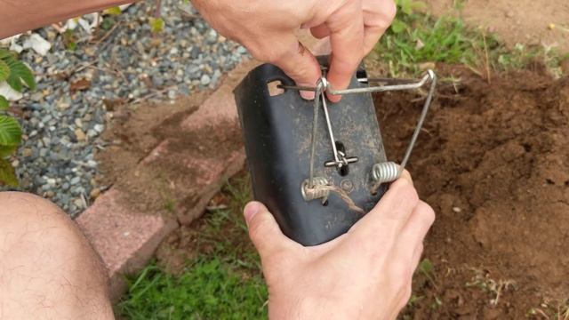 HOW TO SET THE BLACK BOX GOPHER TRAP смотреть онлайн