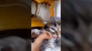 Издевательство над кошками