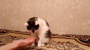 Как научить кошку давать лапу