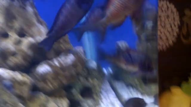 metz tropheus 2012 смотреть онлайн