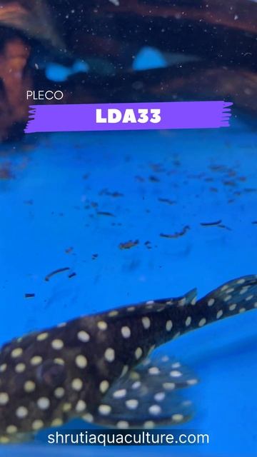 LDA33 PLECO смотреть онлайн