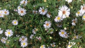 Осенние цветы "октябринки"