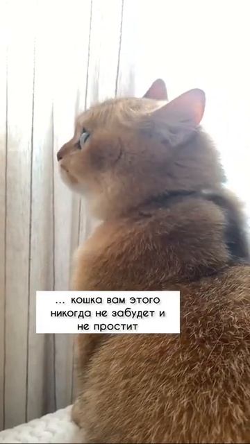 НЕЛЬЗЯ НАКАЗЫВАТЬ КОТОВ! #золотаяшиншилла #лучшийкот