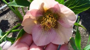 Прикосновение весны*   Первоцветы в моем саду