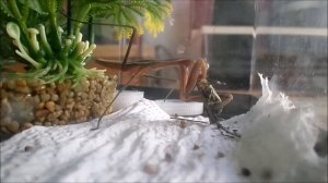 Chinese praying mantis eating grasshopper (time laps 16X speed)