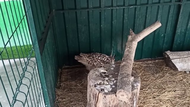 Страсти кипят😂🦉😍❤ смотреть онлайн