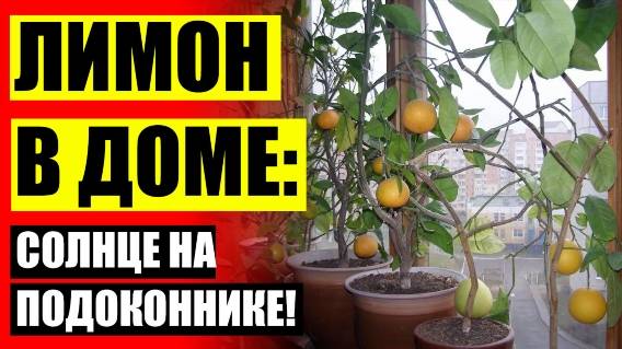 Посадка лимонов в домашних условиях 🔥 Как сажать домашний лимон