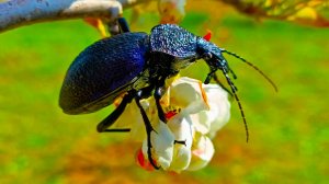 Крымская жужелица - гроза улиток.