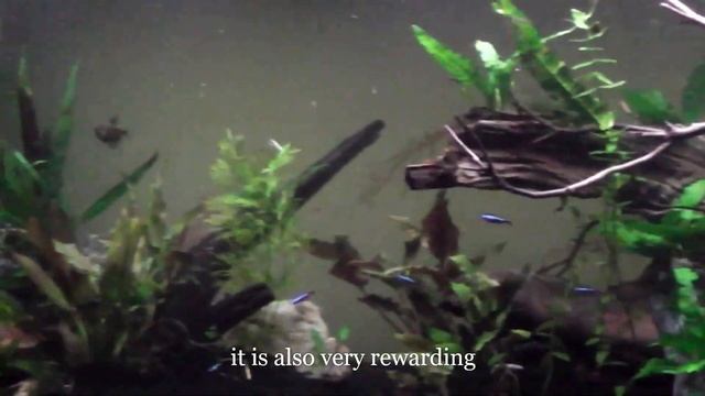 Ep.3 celestial pearl danio aquarium update 30 days смотреть онлайн