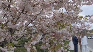 А Вы уже видели как цветет САКУРА? СМОТРИТЕ!!!