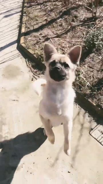 Танцует под Бьёнсэ #собака #милота #shorts смотреть онлайн