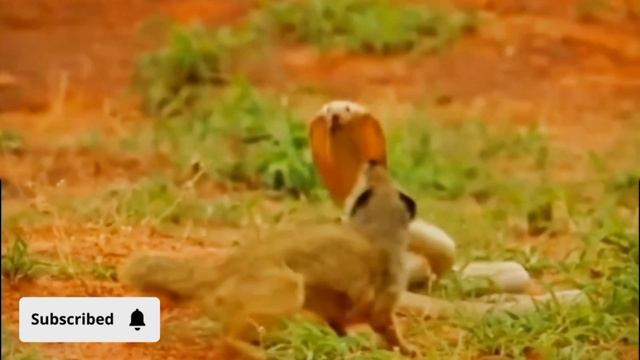 Animals of Amazon 4K - Animals | Snack VS Mongoose Fight | Amazon Rainforest |cut birds смотреть онлайн