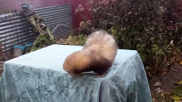 Король👑 и его племянник Эльф, 5 мес. #хорьки смотреть онлайн