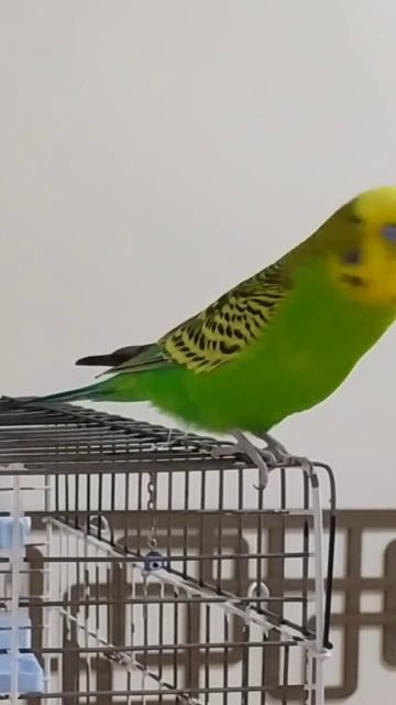 Болтливый и смешной Попугайчик Кеша 😀 #shorts #shortsvideo #попугай #parrot #parrots смотреть онлайн