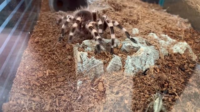 acanthoscurria geniculata likes crickets a lot смотреть онлайн
