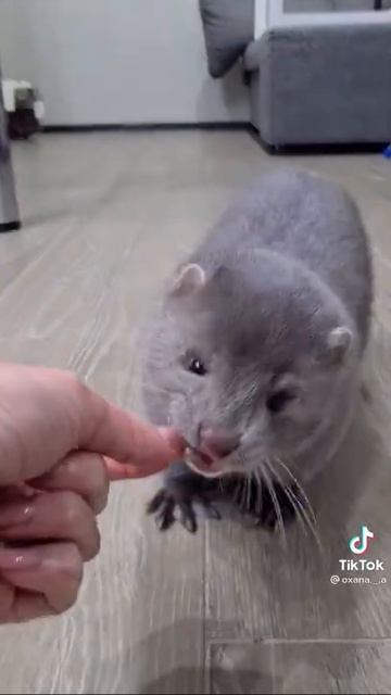 ноока самая добрая и ласковая жывотной ♥♥♥ смотреть онлайн