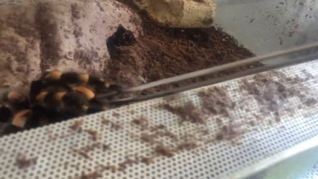 Part 1 SUPER RARE SCORPION!!!