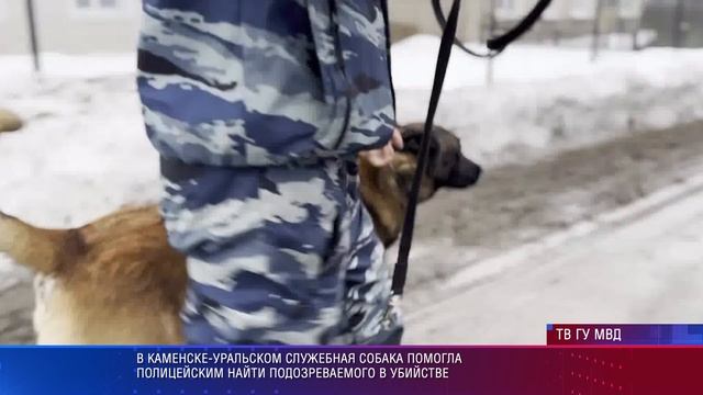 Собака нашла подозреваемого в убийстве смотреть онлайн