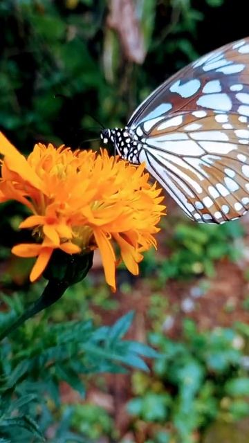 Beautiful Butterfly 🦋🦋 смотреть онлайн