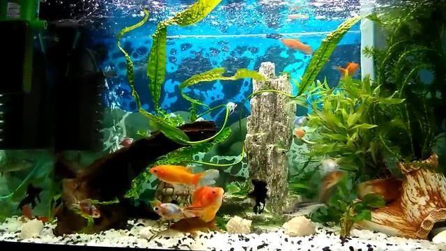 Мои любимые рыбки. смотреть онлайн