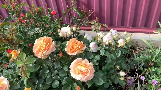 Первые ☝️ пошли.. смотреть онлайн