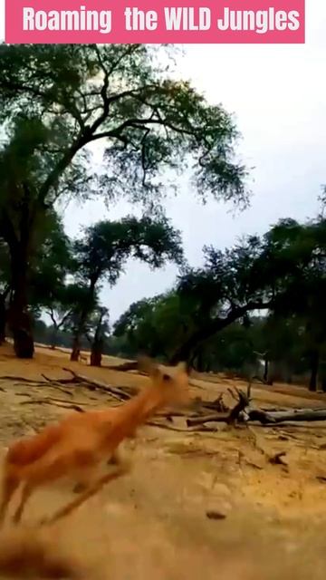 Jungle Jamboree : A Wild and Hilarious Adventure #shorts #shortsfeed смотреть онлайн