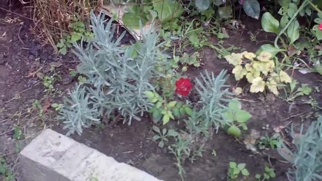 Молодой сад и мои ростения и цветы. смотреть онлайн