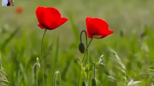 MINHA INCRÍVEL VISITA AO PARAÍSO смотреть онлайн