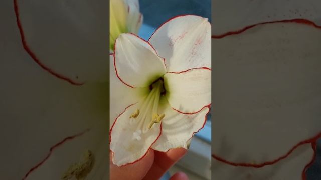 мой цветок -2....еще цветем!