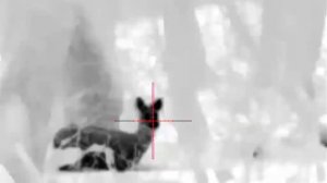 Ночная охота. Сибирская косуля. Прицел venox patriot 2.0 lrf 384