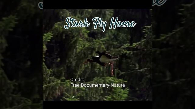 Stork Fly Home Nest/Birds Nest/# #fly #shorts #birds #birdsnest #storknest смотреть онлайн