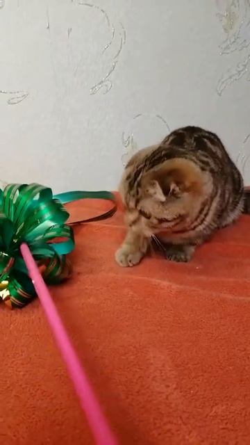 Отправить смотреть онлайн