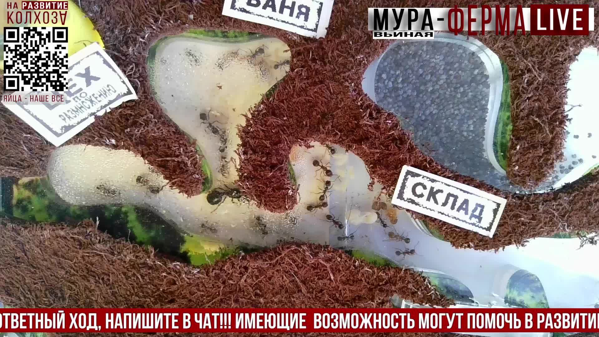 МУРА-ферма LIVE.Бункер 38.Муравьиная ферма!Муравьи Жнецы.+радио "Мураши LIVE".