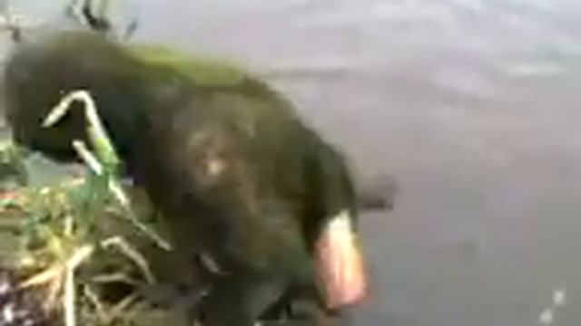 Водянные существуют.Water demons exist смотреть онлайн