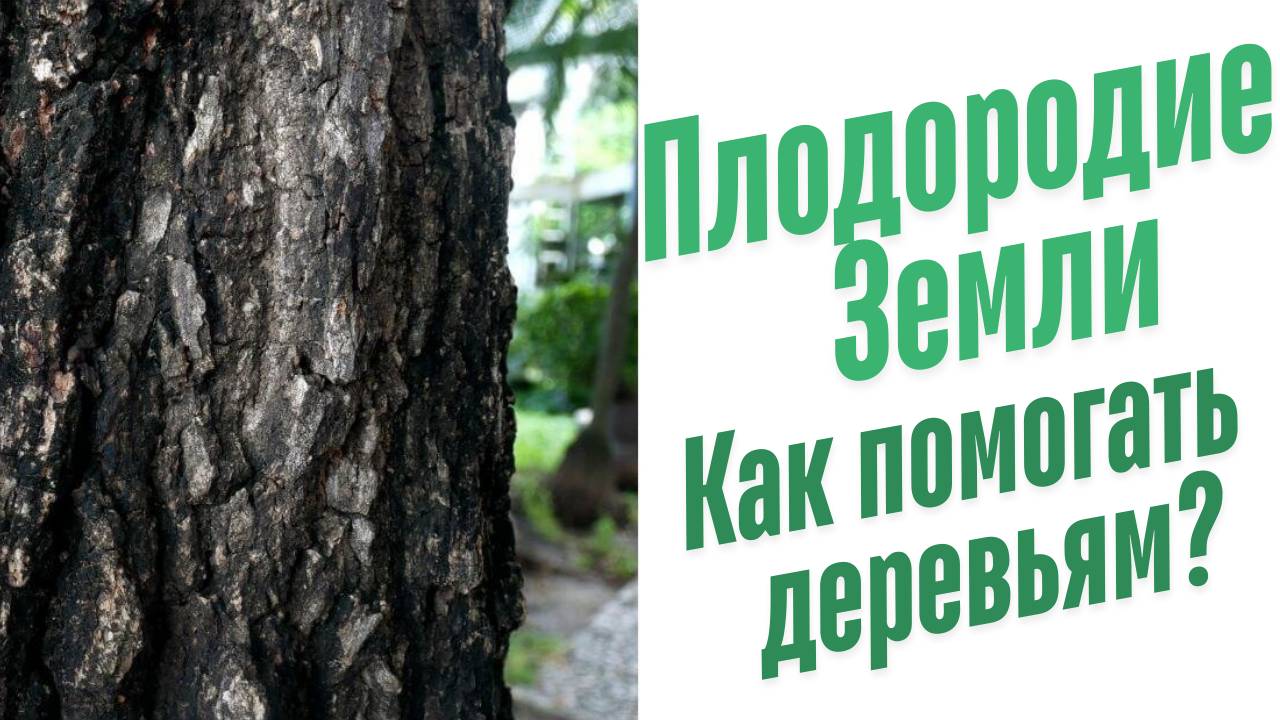 Как помогать деревьям?