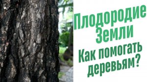 Как помогать деревьям?