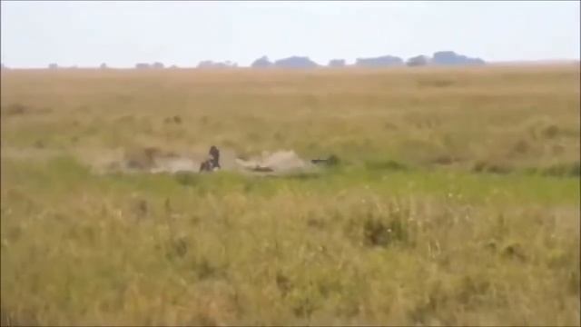 Версус! Кабан - ярость и мощь дикого зверя! смотреть онлайн