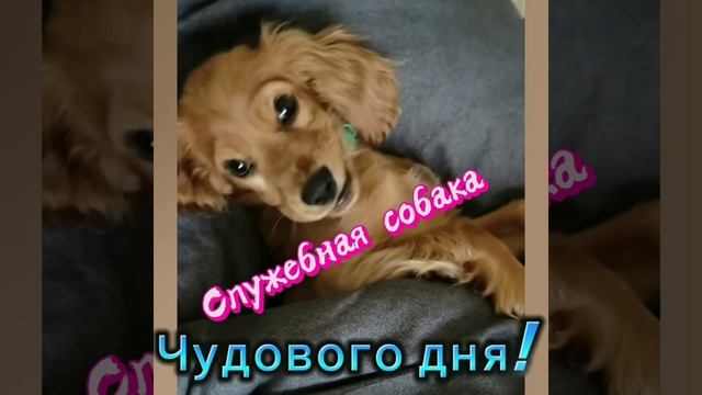 Кролик водолаз и служебная собака. #кошки #cats #котики #юмор #собака #щенок #комедия