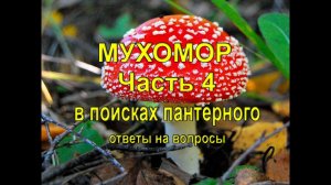 Мухомор. Часть 4. В поисках пантерного. Ответы на вопросы.