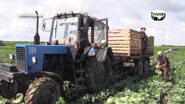 Уборка ранней капусты в ЗАО "Куликово". 15.07.2021 смотреть онлайн