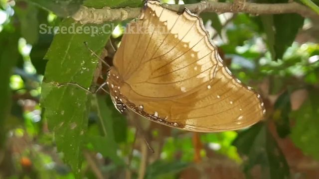 Great Eggfly Sleeping Under Hibiscus Leaf - Blue Moon Butterfly - Hypolimnas bolina - വൻ ചൊട്ടശലഭം смотреть онлайн