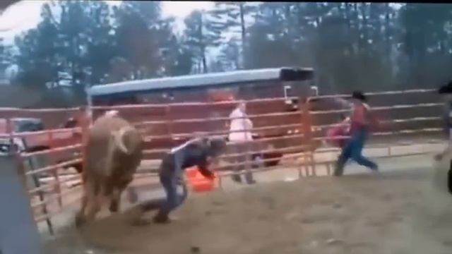 funny Videos compilation - funny vines - pranks - funny fail - animal - funny clips