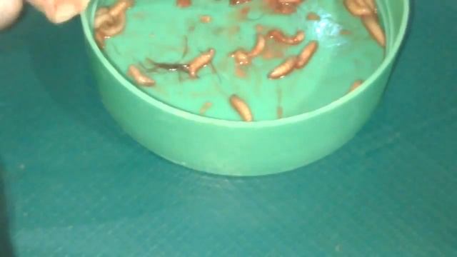 !!! ASQUEROSO !!! perro infestado de gusanos смотреть онлайн