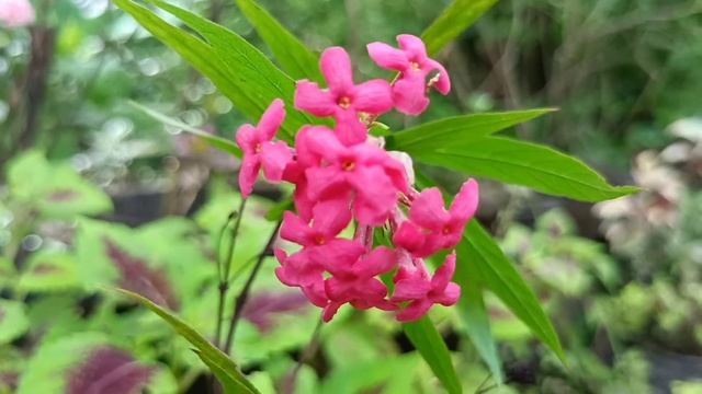 Panama rose splendnes pink whtsp 9847405270 смотреть онлайн