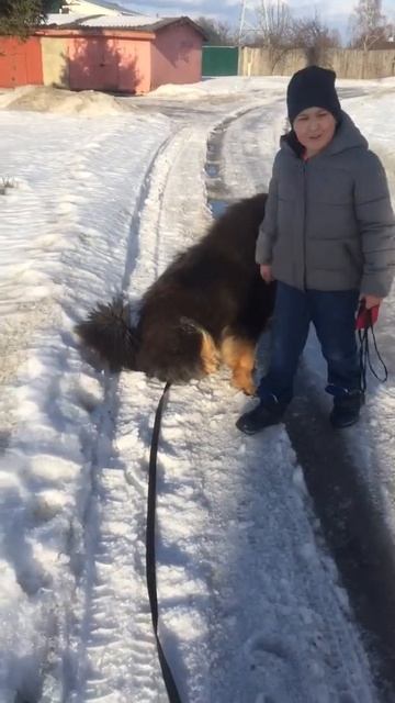 Тибетский мастиф Вейж! «Большой мудрец» смотреть онлайн