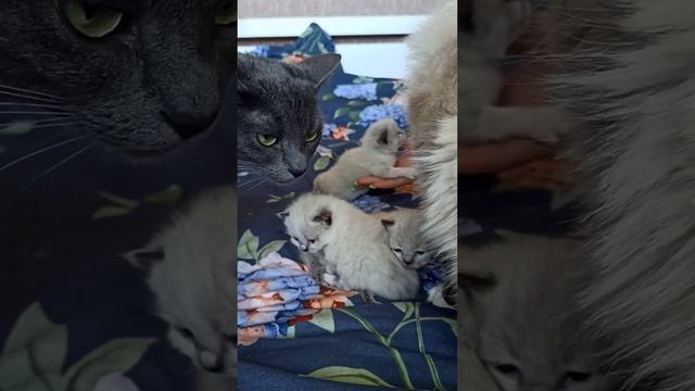 Куча мала смотреть онлайн