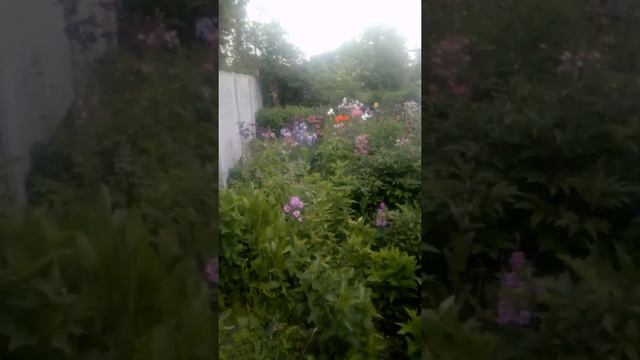 Жизнь в деревне. вечерок, цветы, котик. смотреть онлайн