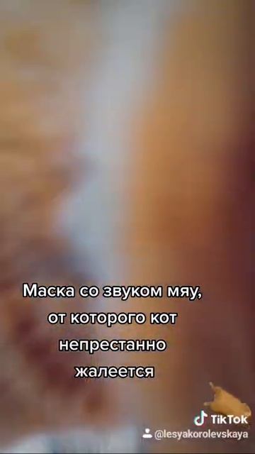 Кот Семён мурчит смотреть онлайн