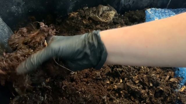 Coffee Only Bin: Week 3 Blue Worm Update смотреть онлайн