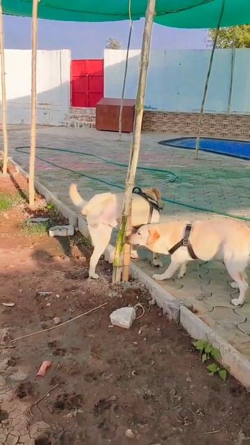 lab male available for mating in Hyderabad call 9390161667 #shorts #trending #dogs #viral #labrador смотреть онлайн